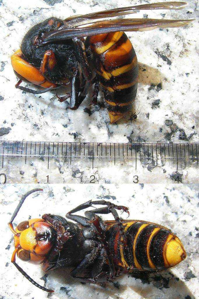 Vespa mandarinia: королевский шершень-убийца