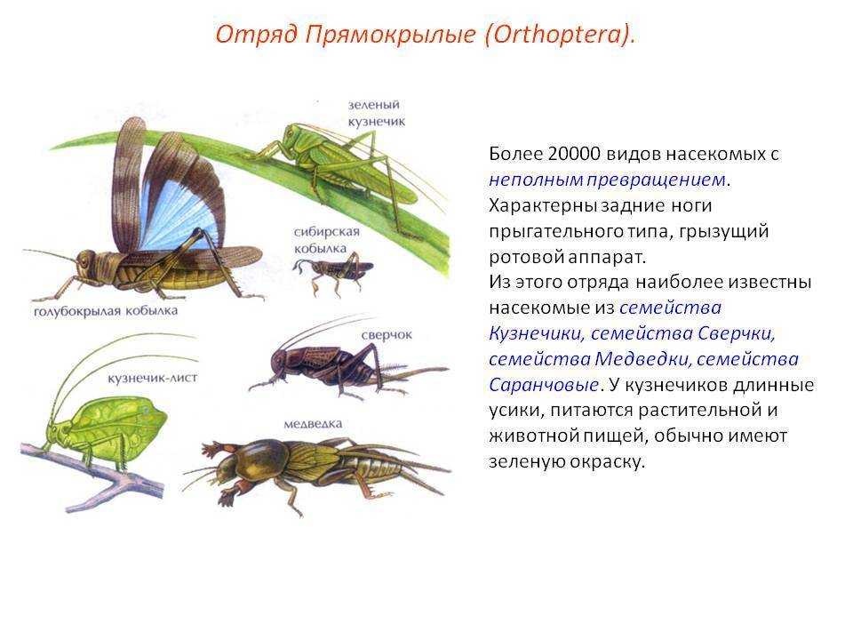 Зеленый кузнечик: описание, фото, размножение и вредоносность :: syl.ru