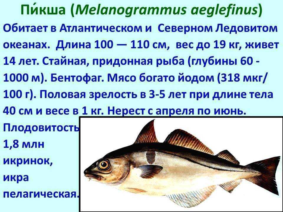 Химический состав и пищевая ценность рыбы. польза рыбы для организма :: syl.ru