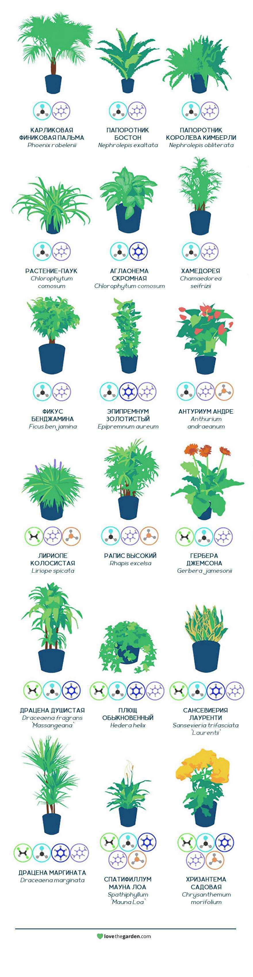 Топ-10 растений, активно выделяющих кислород: они должны быть в каждом доме