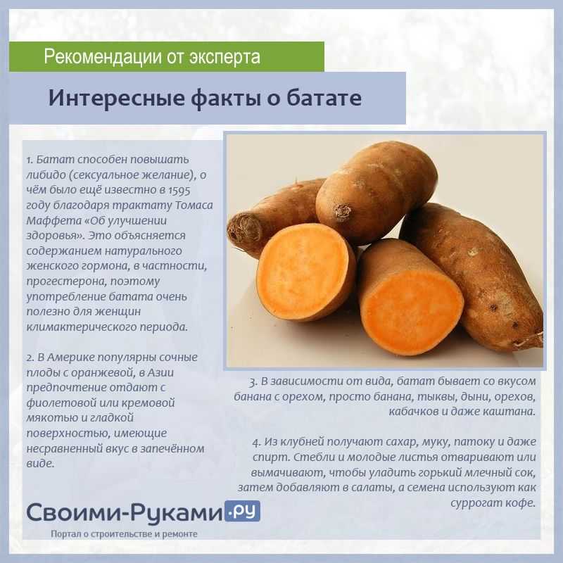 Батат: калорийность на 100 грамм (ккал) печеного и сырого овоща, гликемический индекс (ги), бжу, а также иные параметры химического состава сладкого картофеля