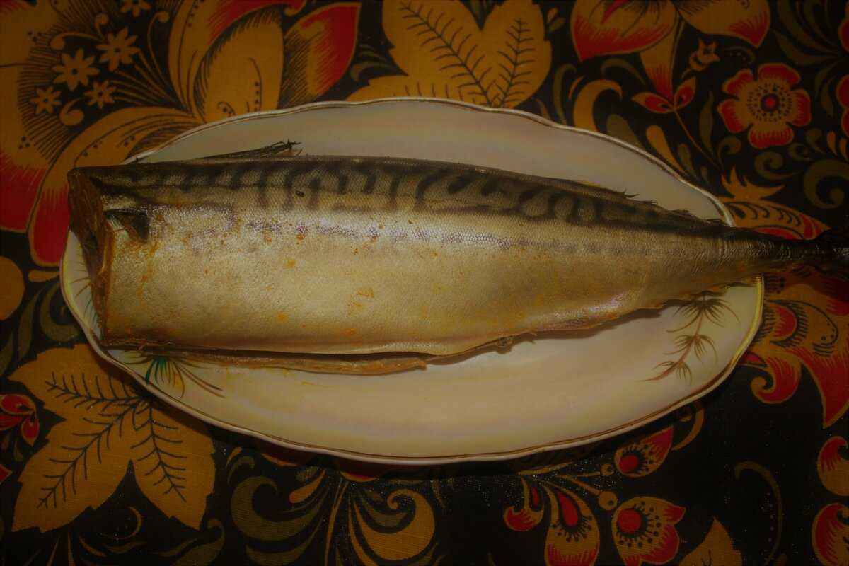 Рыба скумбрия: биологическая характеристика и принципы ловли