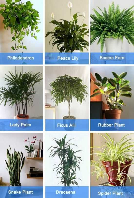 Наса опубликовало список лучших комнатных растений для очистки воздуха. хотя бы одним стоит обзавестись…