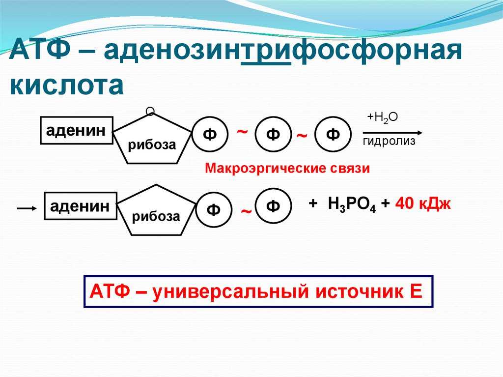 Содержание атф. Схема структуры молекулы АТФ. Структура и строение АТФ. Строение молекулы АТФ. Структурные элементы АТФ.