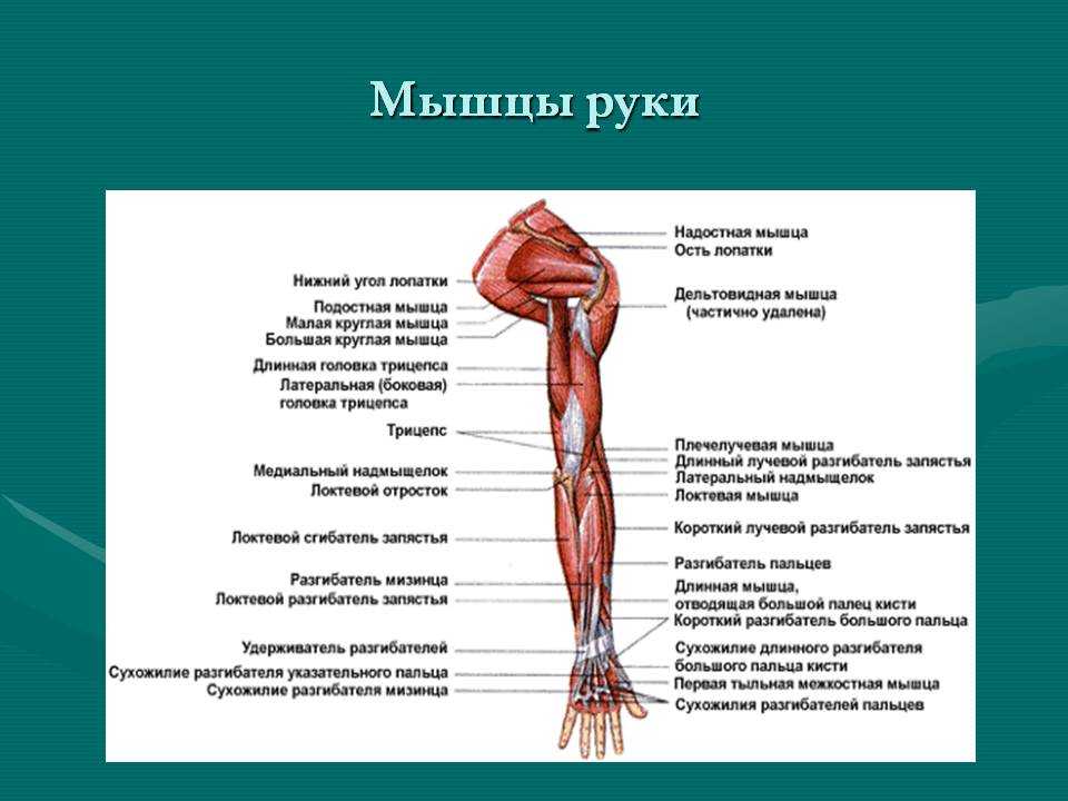 Рука человека схема