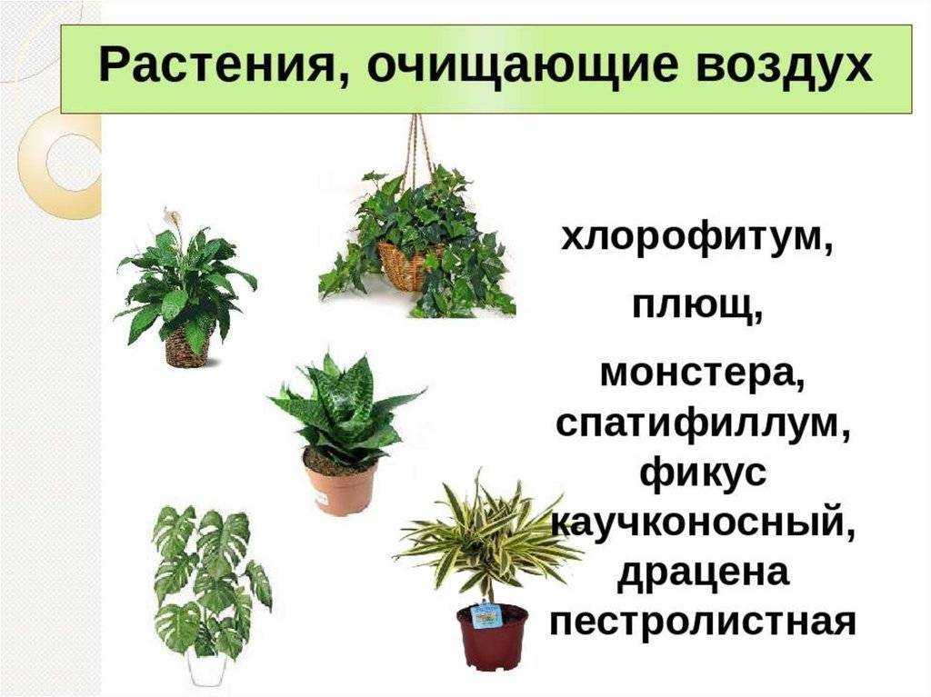 Топ-50 растений очищающих воздух | (фото & видео) +отзывы