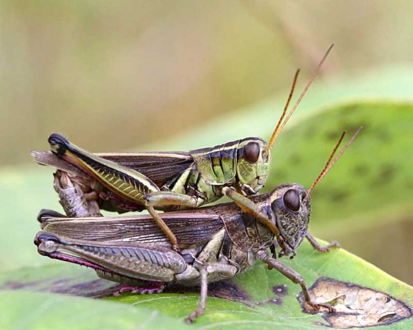 Прямокрылые насекомые - развитие, примеры представителей, особенности