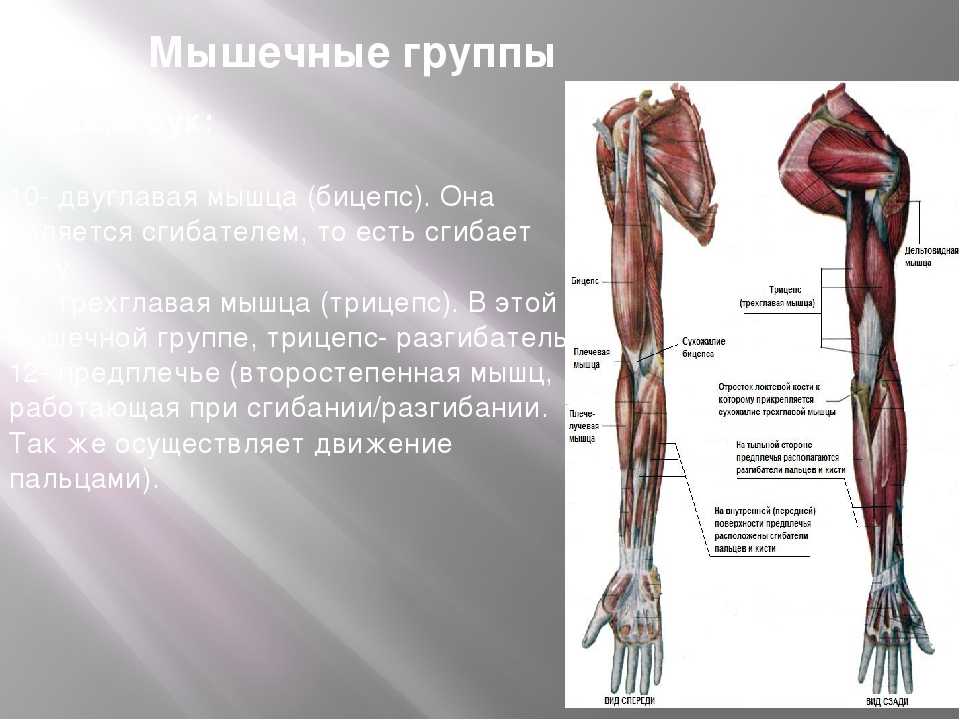 Анатомия мышц рук человека. Мышцы руки. Строение мышц руки человека. Мышцы руки анатомия. Мышцы руки человека схема с названиями.
