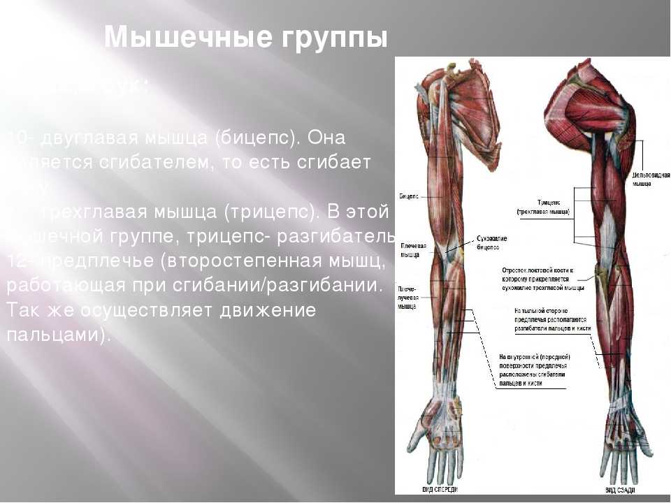 Мышцы руки схема анатомия