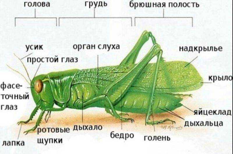 Прямокрылые насекомые — характеристика, строение и образ жизни