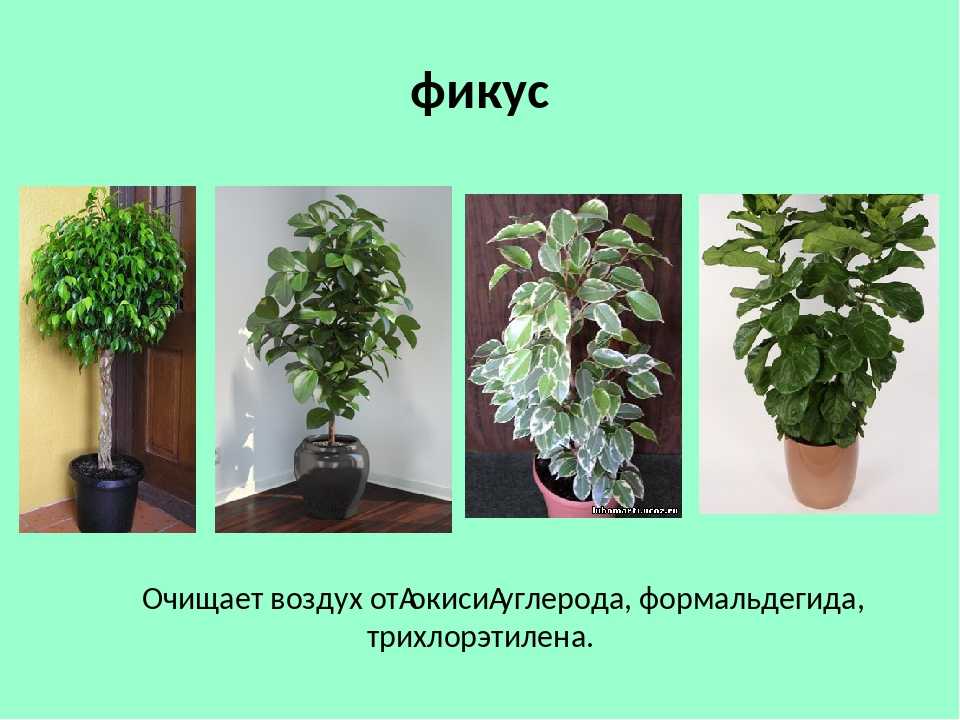 Лучшие комнатные растения, очищающие воздух