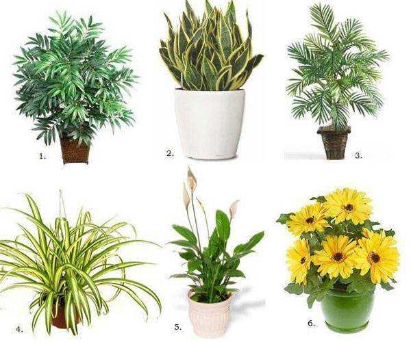Комнатные растения, которые лучше всего очищают воздух в помещениях