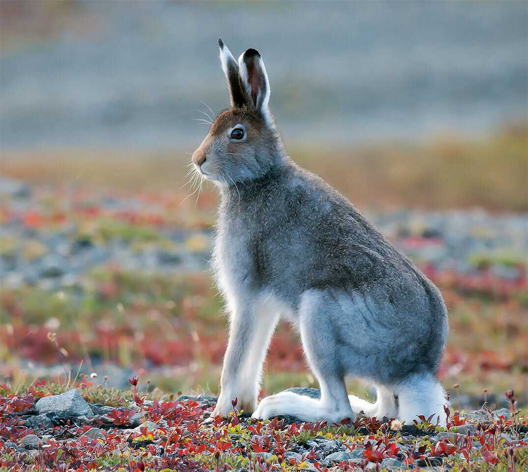 Заяц-беляк животное. описание, особенности, образ жизни и среда обитания зайца-беляка