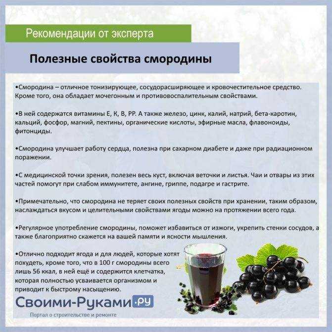 Как использовать лавровый лист для похудения? :: syl.ru