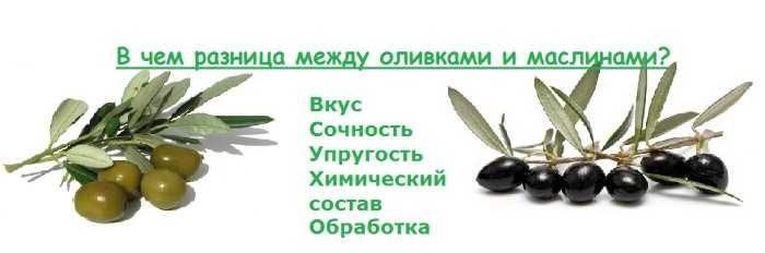 Основные отличия оливок от маслин: польза, вред и с чем их подавать