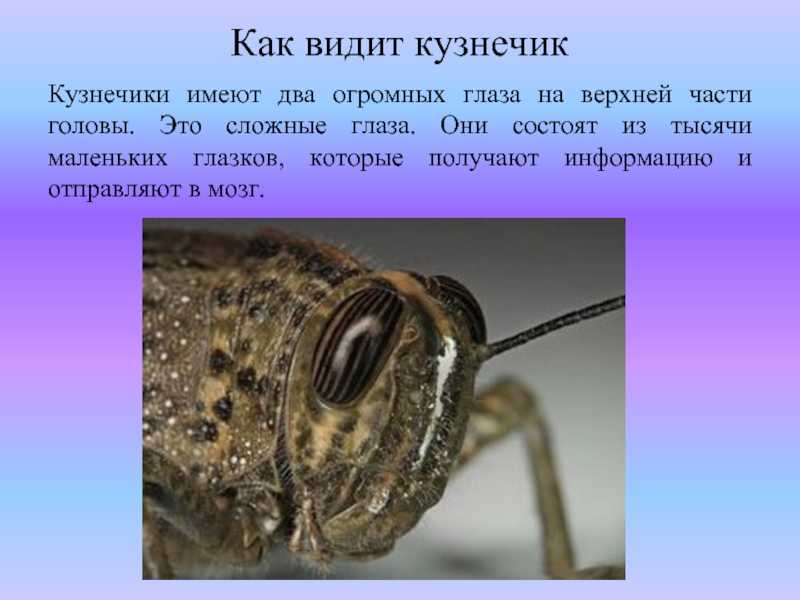 Кузнечик насекомое. описание, особенности, виды и среда обитания кузнечика