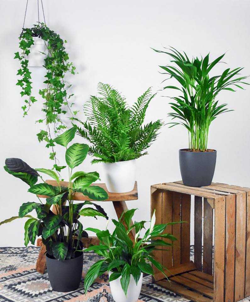 Какие домашние растения очищают воздух в квартире