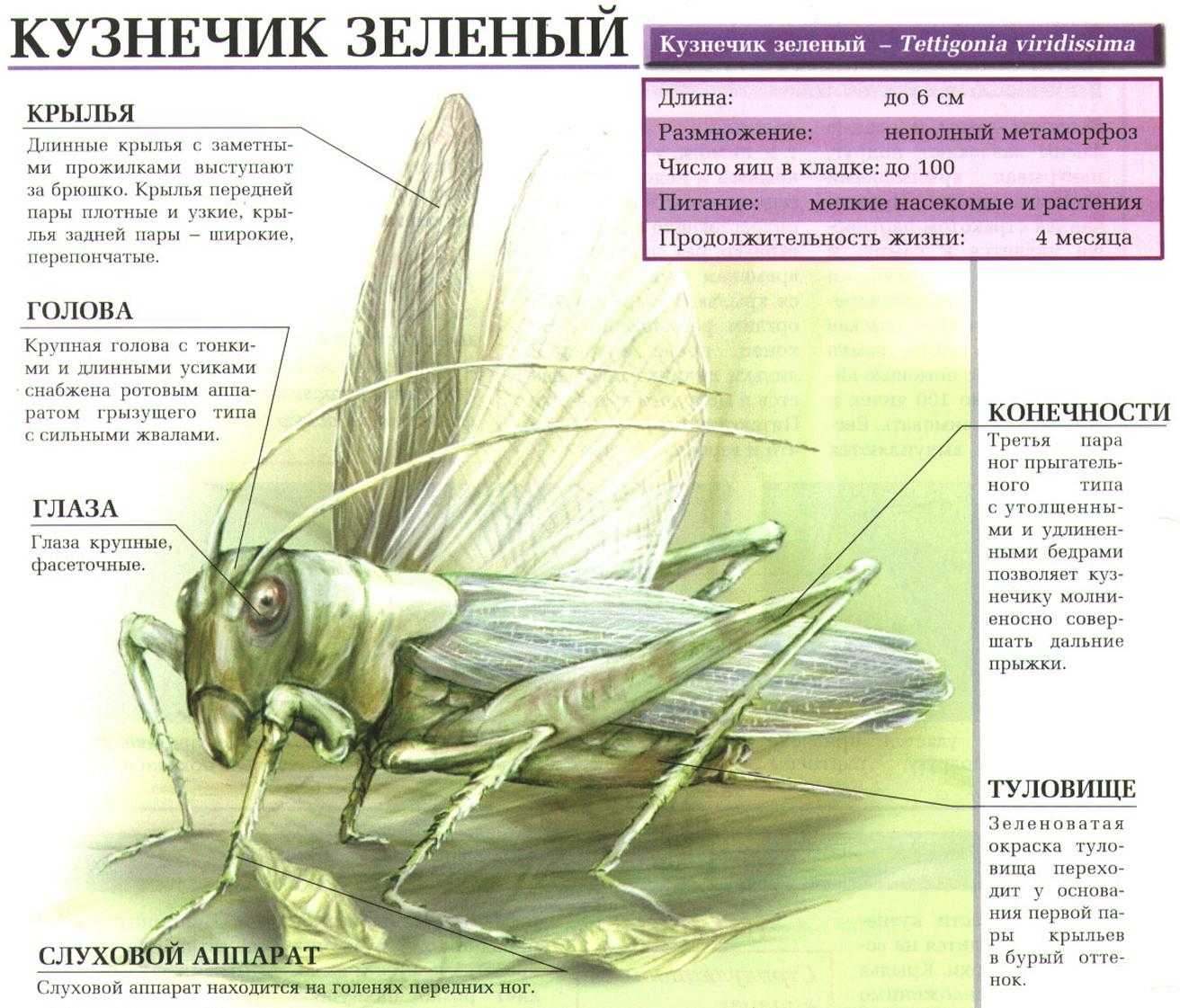Кузнечик насекомое. описание, особенности, виды и среда обитания кузнечика | живность.ру