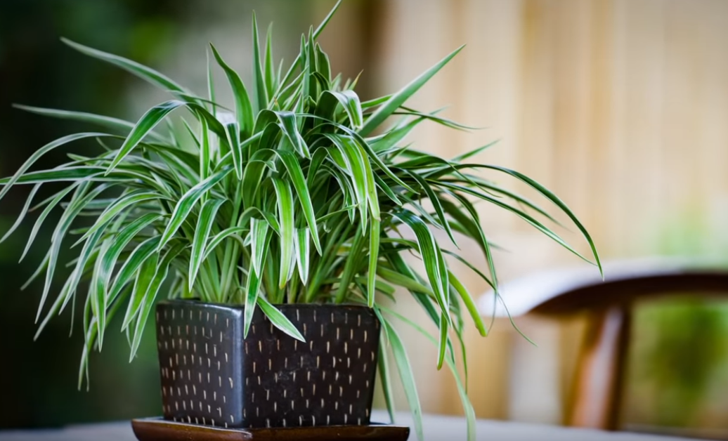Топ-50 декоративных растений очищающих воздух в нашем доме или квартире (50+ фото & видео) +отзывы
