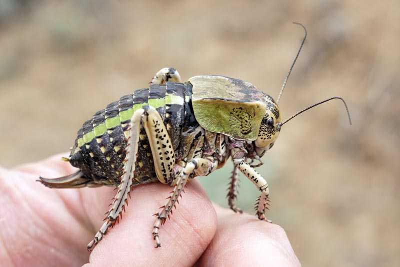 Сообщение про кузнечика ️ описание насекомого, особенности строения