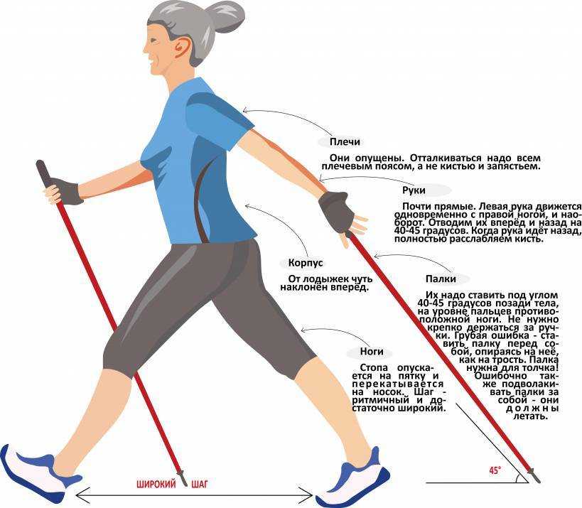 Какие мышцы работают при ходьбе разными способами