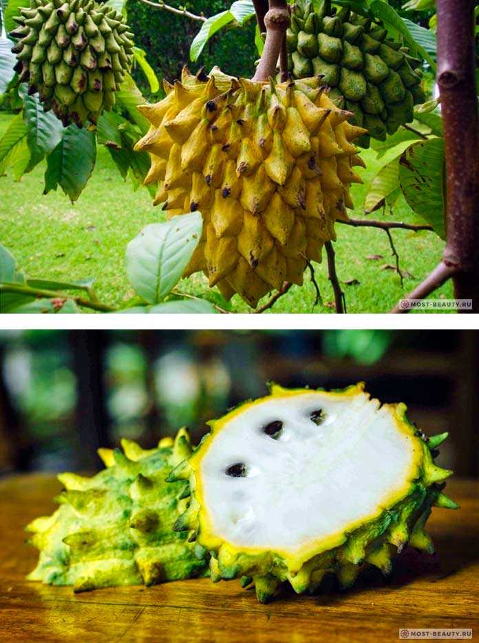 Самые редкие экзотические фрукты в мире