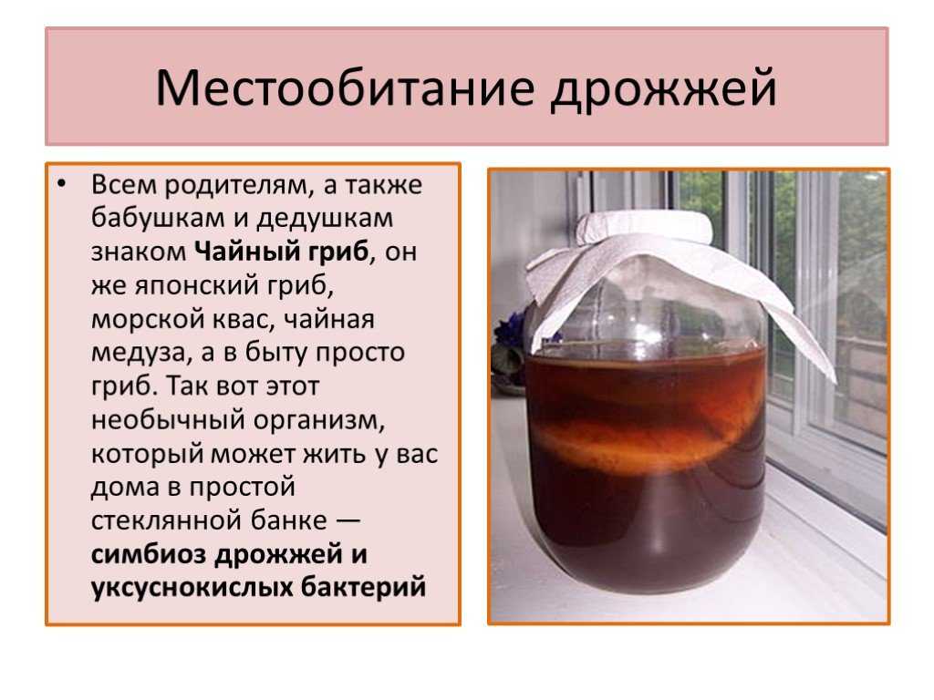 Чайный гриб употребление. Чем полезен чайный гриб. Чайный гриб полезные свойства. Чайный гриб польза. Местообитание дрожжей.