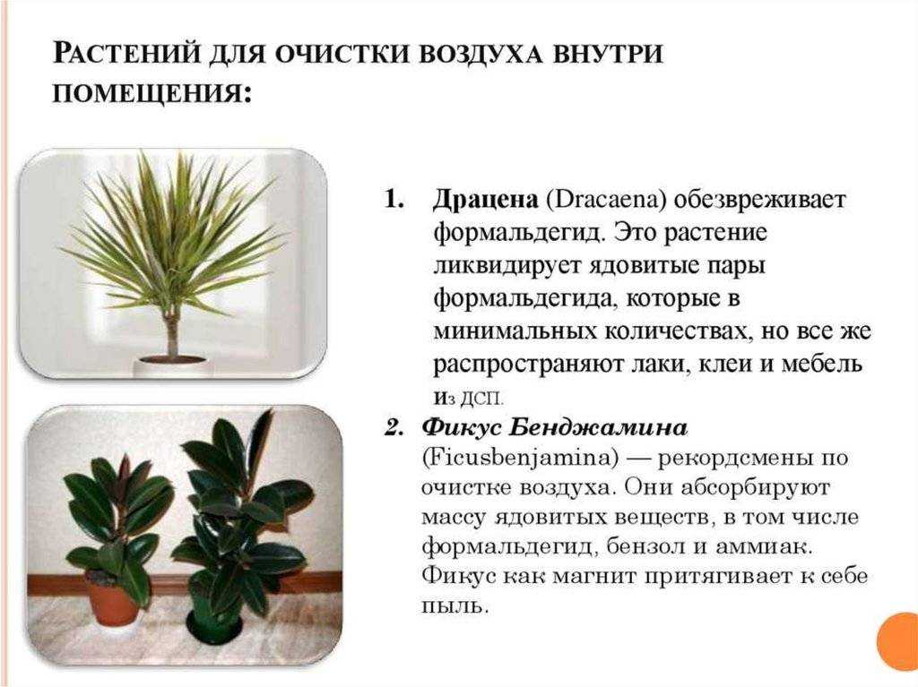 Правда ли, что комнатные растения очищают воздух? или увеличивают концентрацию кислорода • слуцк • газета «інфа-кур’ер»