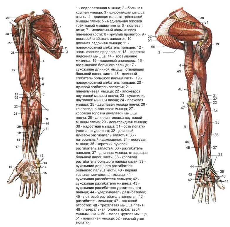 Рука человека название. Мышцы верхней конечности анатомия строение. Мышцы свободной верхней конечности анатомия строение. Мышцы верхней конечности вид спереди рисунок. Мышцы верхиних конечностей вид с переди.